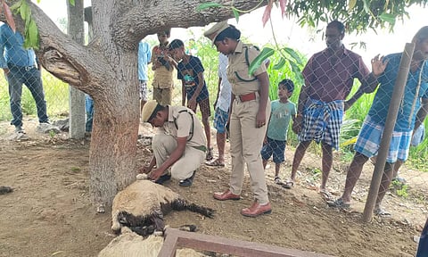 மர்ம விலங்கு கடித்து உயிரிழந்த ஆடுகளை வனத்துறை அதிகாரிகள் ஆய்வு செய்த போது எடுத்தபடம்.
