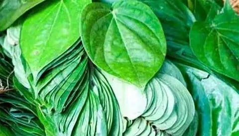 பரமத்தி வேலூரில்வெற்றிலை விலை சரிவால் விவசாயிகள் கவலை