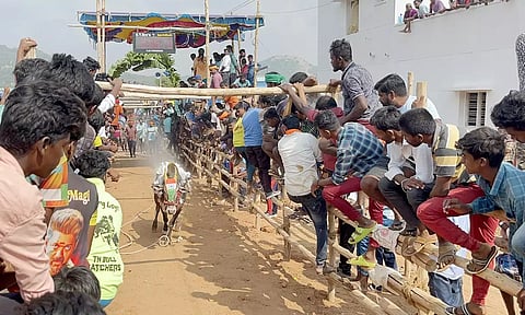 சீறிப்பாய்ந்த காளையை படத்தில் காணலாம்.