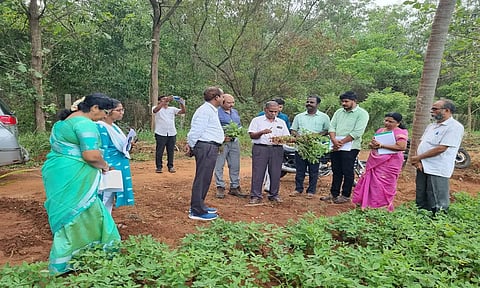  பண்ருட்டி வட்டார மாநில எண்ணெய் வித்து பண்ணையில்வேளாண்மைதுறை இயக்குனர்அண்ணாதுரை ஆய்வு செய்தார்.