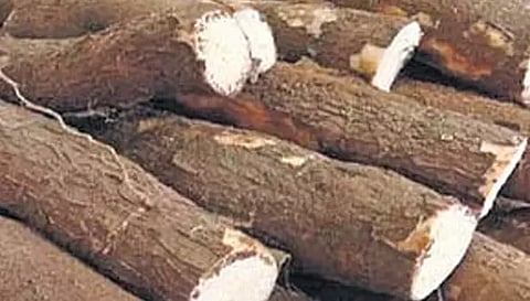 பரமத்திவேலூர் பகுதியில் மரவள்ளி கிழங்கு விலை வீழ்ச்சி