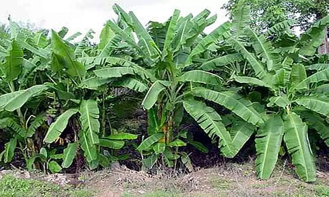 கோப்புபடம்.