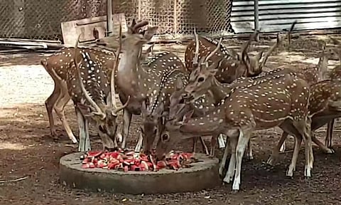 தீனியாக வழங்கப்பட்ட தர்பூசணி பழங்களை போட்டிபோட்டு உண்ணும் வனத்துறை மான்கள்.