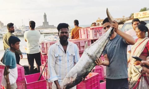 வாவத்துறை கடற்கரை பகுதிக்கு பிடித்து கொண்டு வரப்பட்ட 5 கிலோ எடை கொண்ட வஞ்சிரம் மீன்.