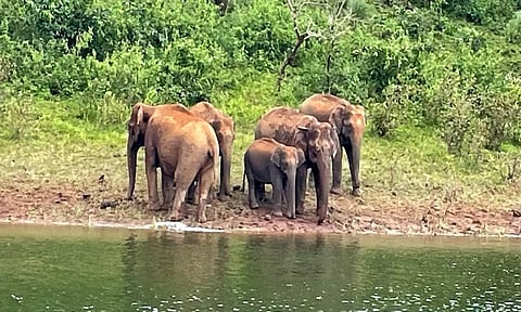 தேக்கடி ஏரியில் தண்ணீர் குடிக்க வந்த யானைகள் கூட்டம்.