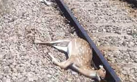 ெரயிலில் சிக்கி புள்ளிமான் உயிரிழப்பு