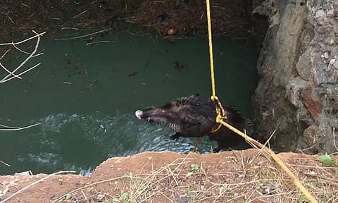 கிணற்றில் தவறி விழுந்த காட்டுப்பன்றியை கயிறு கட்டி மீட்கப்பட்ட போது எடுத்த படம்.