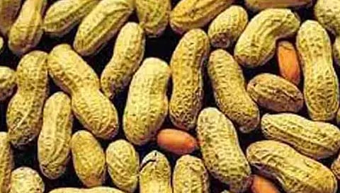 சாலைப்புதூர் விற்பனை கூடத்தில்நிலக்கடலை காய் ரூ. 3.68 லட்சத்திற்கு ஏலம்