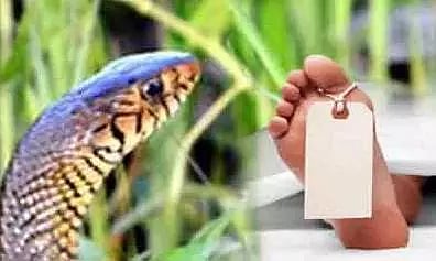 பாம்பு கடித்து பெண் சாவு