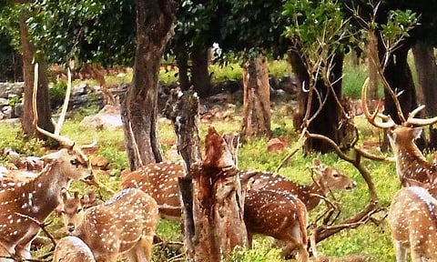 திருப்பதி உயிரியல் பூங்காவில் விலங்குகளை ரசித்த சிறுவன்- பேட்டரி வாகனம் மோதி பலி
