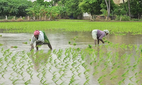 குமரி மாவட்டத்தில் கன்னிபூ சாகுபடி நடவு பணி தொடங்கியது