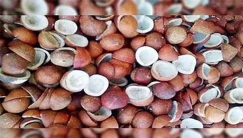 தேங்காய் பருப்பு ரூ.5.60 லட்சத்துக்கு ஏலம்