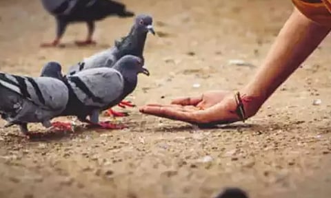 புறாக்களின் எச்சத்தால் நுரையீரல் பாதித்து உயிர் இழக்கும் அபாயம்- கவனமாக இருக்க டாக்டர்கள் வேண்டுகோள்