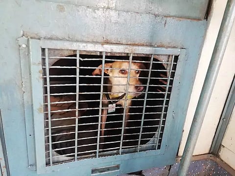 ரெயிலில் செல்லப்பிராணிகளை கொண்டு செல்ல ஆன்லைனில் முன்பதிவு வசதி- ரெயில்வே அமைச்சகம் அறிவிப்பு