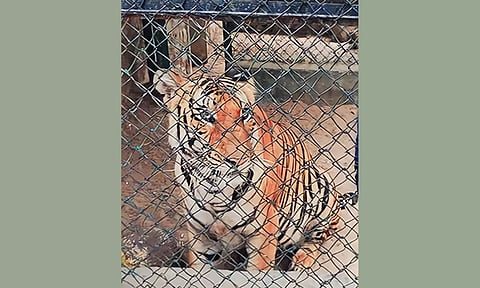 வண்டலூர் உயிரியல் பூங்காவில் பெண் ஊழியரின் அழைப்பை ஏற்று கூண்டுக்குள் சென்ற புலிகள்