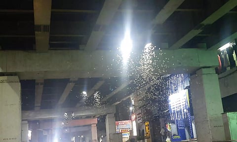குமரியில் படையெடுத்த ஈசல் கூட்டம்