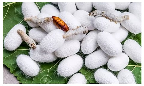 பட்டுக்கூடுகள் விலை அதிகரிப்பு