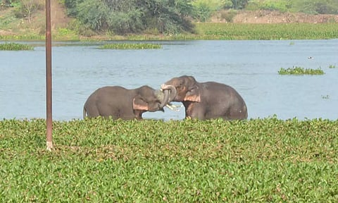 கிருஷ்ணகிரியில் ஊருக்குள் புகுந்த காட்டு யானைகள் தாக்கி விவசாயி பலி