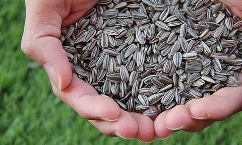 கோப்புபடம். 