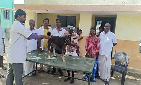 முகாமில் நாய்களுக்கு தடுப்பூசி போடப்பட்ட காட்சி.