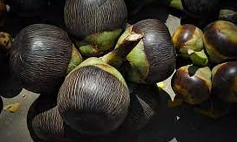 கரூர் மாவட்டத்தில் பனை நுங்கு விற்பனை சூடுபிடிப்பு