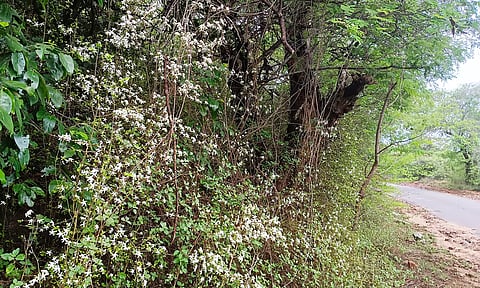 சென்னிமலை வனப்பகுதியில் பூத்துக்குலுங்கும் காட்டு மல்லி பூக்கள்.