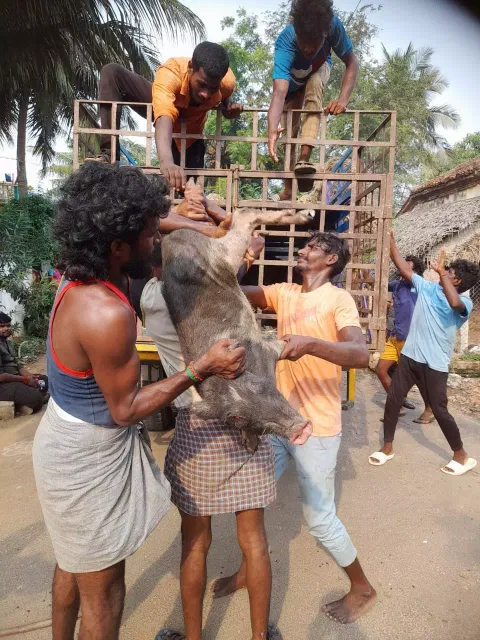  காரைக்கால் நகராட்சிகுட்பட்ட பகுதிகளில் 130 பன்றிகள் பிடிக்கப்பட்டு அப்புறப்படுத்தப்பட்டது.
