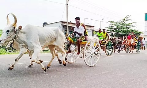 மாட்டுவண்டி பந்தயம் நடந்த போது எடுத்த படம்.