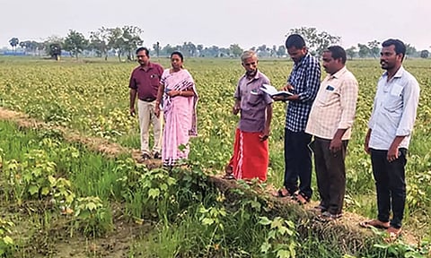 மழையால் பாதிக்கப்பட்ட பருத்தி வயல்களை திருவாரூர் வேளாண்மை துணை இயக்குனர் பார்வையிட்டார்.