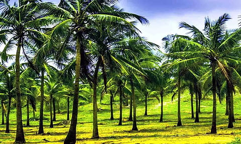 கோப்புபடம்.