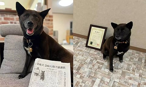 ஜப்பானில் மாரடைப்பால் சரிந்து விழுந்த நபரின் உயிரைக் காப்பாற்றிய நாய்க்கு விருது