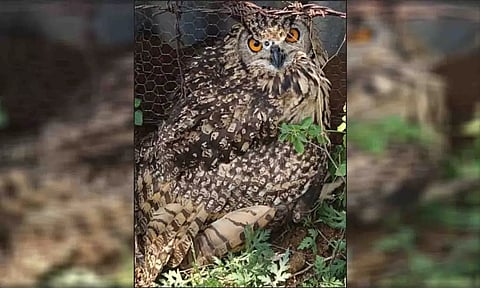  சிகிச்சை அளிக்கப்பட்டு வரும் ஆந்தையை படத்தில் காணலாம்.