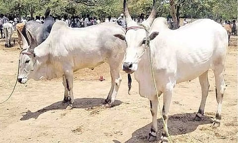கோப்புபடம்.