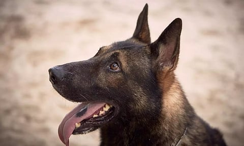 கூடங்குளம் அருகே கூத்தங்குழியில் நாட்டு வெடிகுண்டு சோதனை- மோப்பநாய் உதவியுடன் நடந்தது