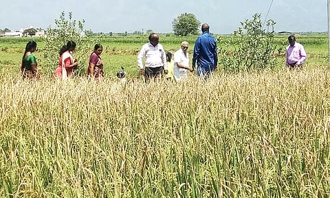 நெற்பயிர்களில் கருகல் நோய் தடுப்பு ஆலோசனை