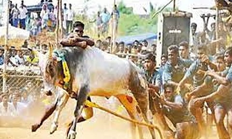 ஆலங்குடி அருகே மஞ்சுவிரட்டு