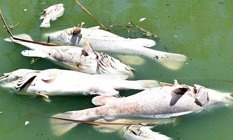 பாலாற்றில் உயிரிழந்த மீன்கள்