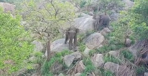 ஏலகிரி மலையில் யானைகளுக்கு பயந்து கிராமங்களில் மின்சாரம் துண்டிப்பு