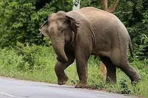 ஓசூர் வனக்கோட்டத்தில் யானைகள் கணக்கெடுக்கும் பணி தொடங்கியது