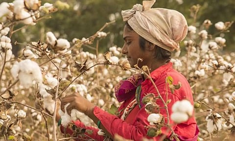 பருத்தி பயிரில் பூச்சிகளை கட்டுப்படுத்தும் வழிமுறைகள்