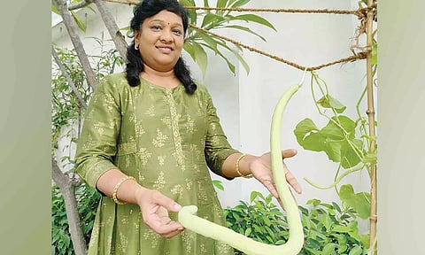 திண்டுக்கல்லில் விளைந்த 3 அடி உயர வெள்ளரிக்காய்.