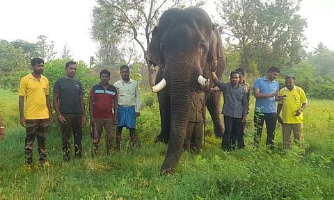 திருப்பத்தூர் மாவட்டத்தில் சுற்றித்திரியும் காட்டு யானைகளை விரட்ட வந்த கும்கி யானைகள்