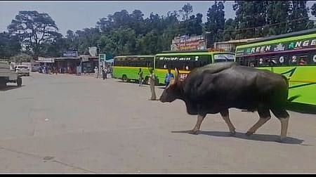 குன்னூா் பஸ் நிலையத்துக்குள் நுழைந்த காட்டெருமை