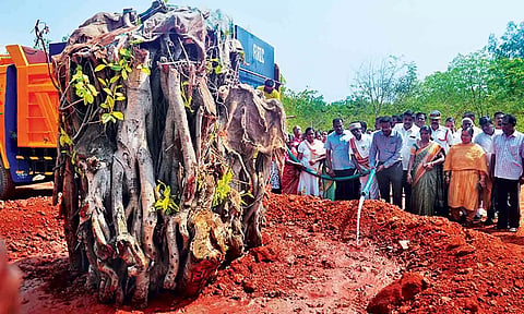 தஞ்சை கலெக்டர் அலுவலக வளாகத்தில் மீண்டும் நட்டு வைக்கப்பட்ட மரத்திற்கு கலெக்டர் தினேஷ் பொன்ராஜ் ஆலிவர் தண்ணீர் ஊற்றினார்.