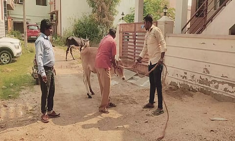 காட்பாடி தெருக்களில் சுற்றித்திரிந்த மாடுகளை மாநகராட்சி ஊழியர்கள் பிடித்த காட்சி.