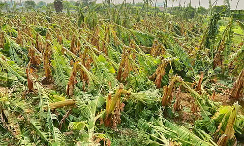 திருப்பூரில் கொட்டித்தீர்த்த மழை: சூறாவளி காற்றால் 2 ஆயிரம் வாழை மரங்கள் நாசம்