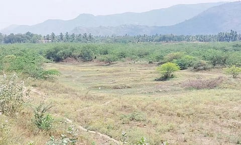 தண்ணீர் இன்றி வறண்டு கிடக்கும் நார்த்தம்பட்டி ஏரியில் சீமை கருவேல மரங்கள் சூழ்ந்துள்ளதை படத்தில் காணலாம்.