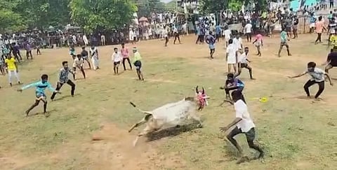 மஞ்சுவிரட்டு போட்டி