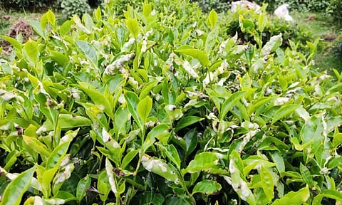 கோத்தகிரியில் பச்சை தேயிலை மகசூல் அதிகரிப்பு
