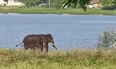 2 யானைகளை வனப்பதிக்கு விரட்டியடிப்பு